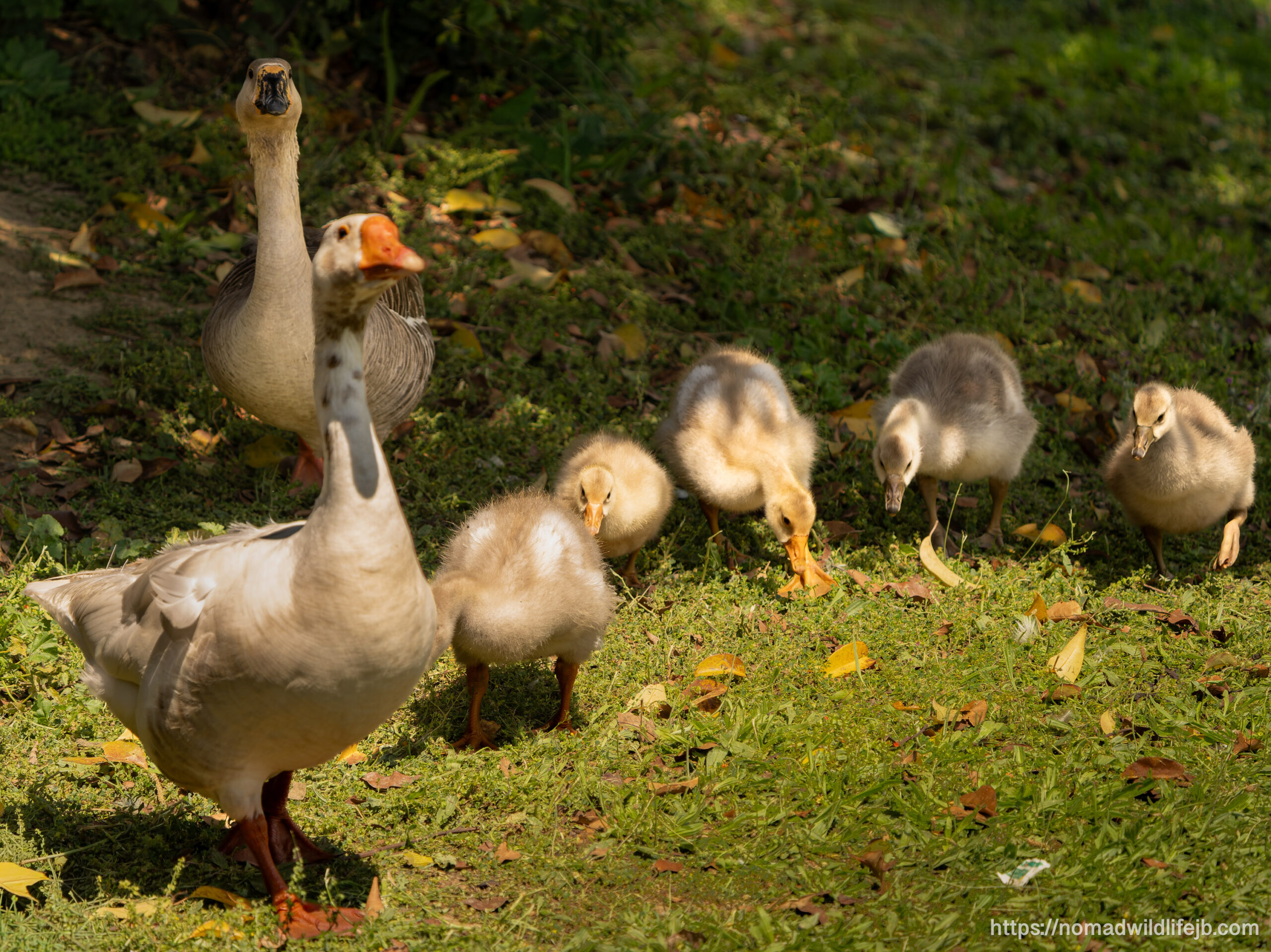 A family of geese and goslings walk together through the grass at Tirana Lake in spring.
