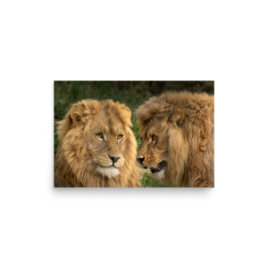 Lion Secret