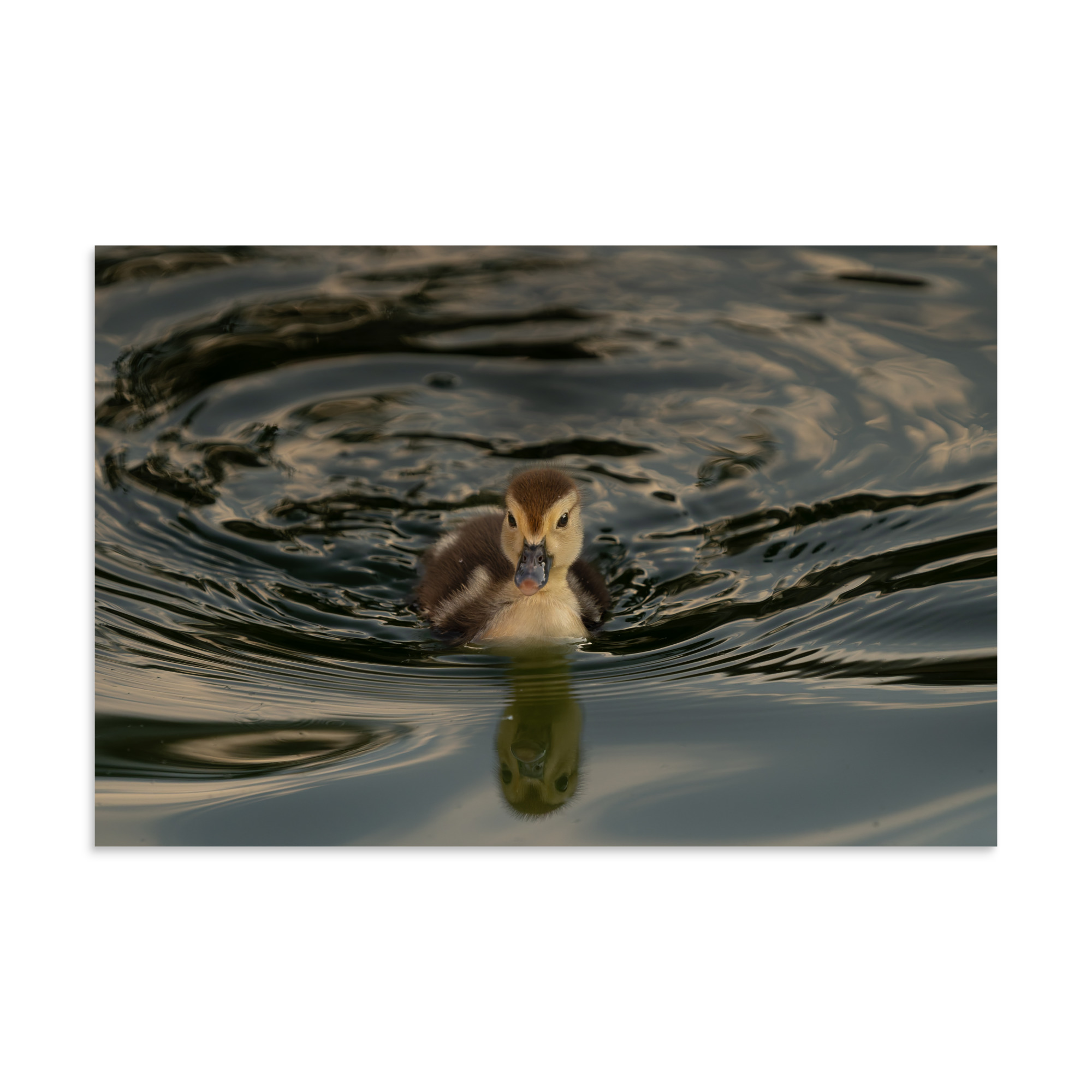 Morning Reflection - Image 2