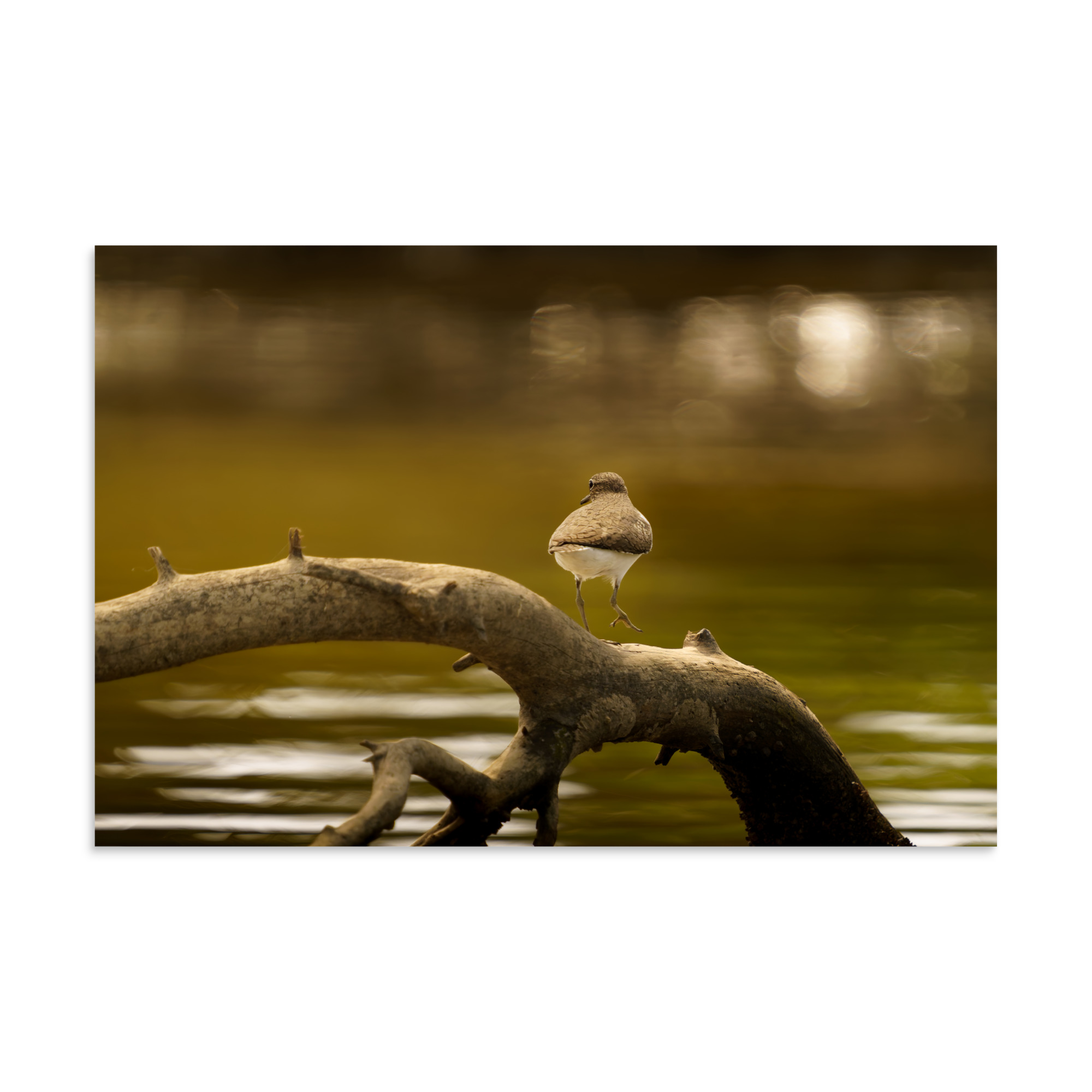 Where the Tide Leaves Its Mark - Image 2