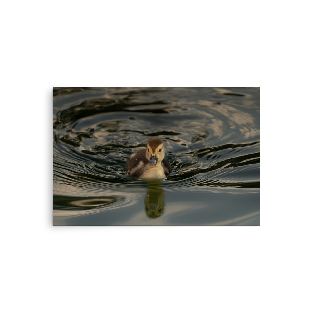 Morning Reflection - Image 3