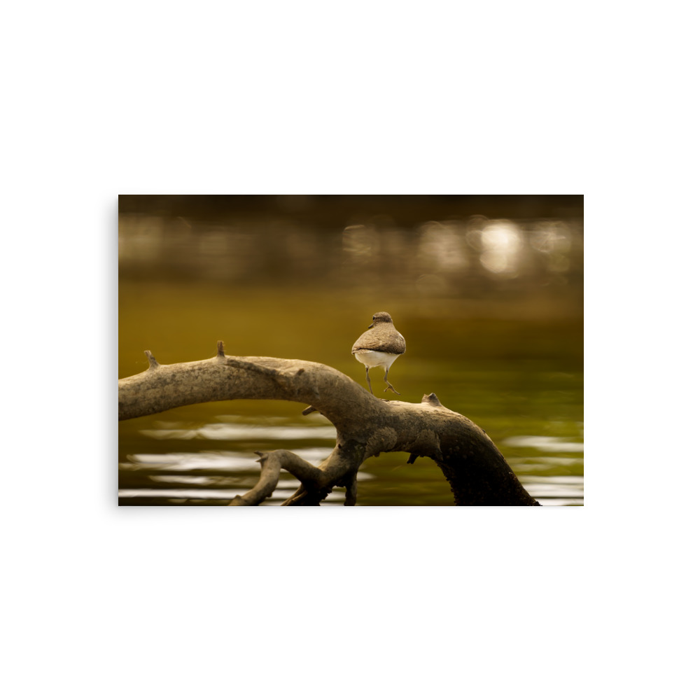 Where the Tide Leaves Its Mark - Image 3