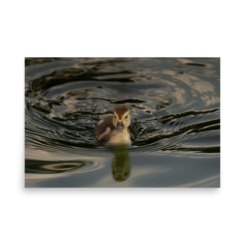 Morning Reflection - Image 4