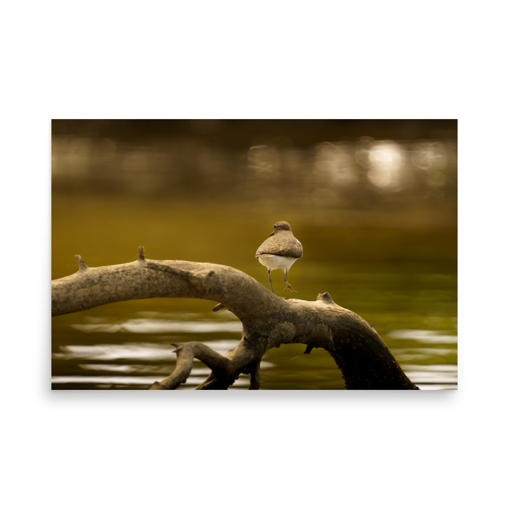 Where the Tide Leaves Its Mark - Image 4