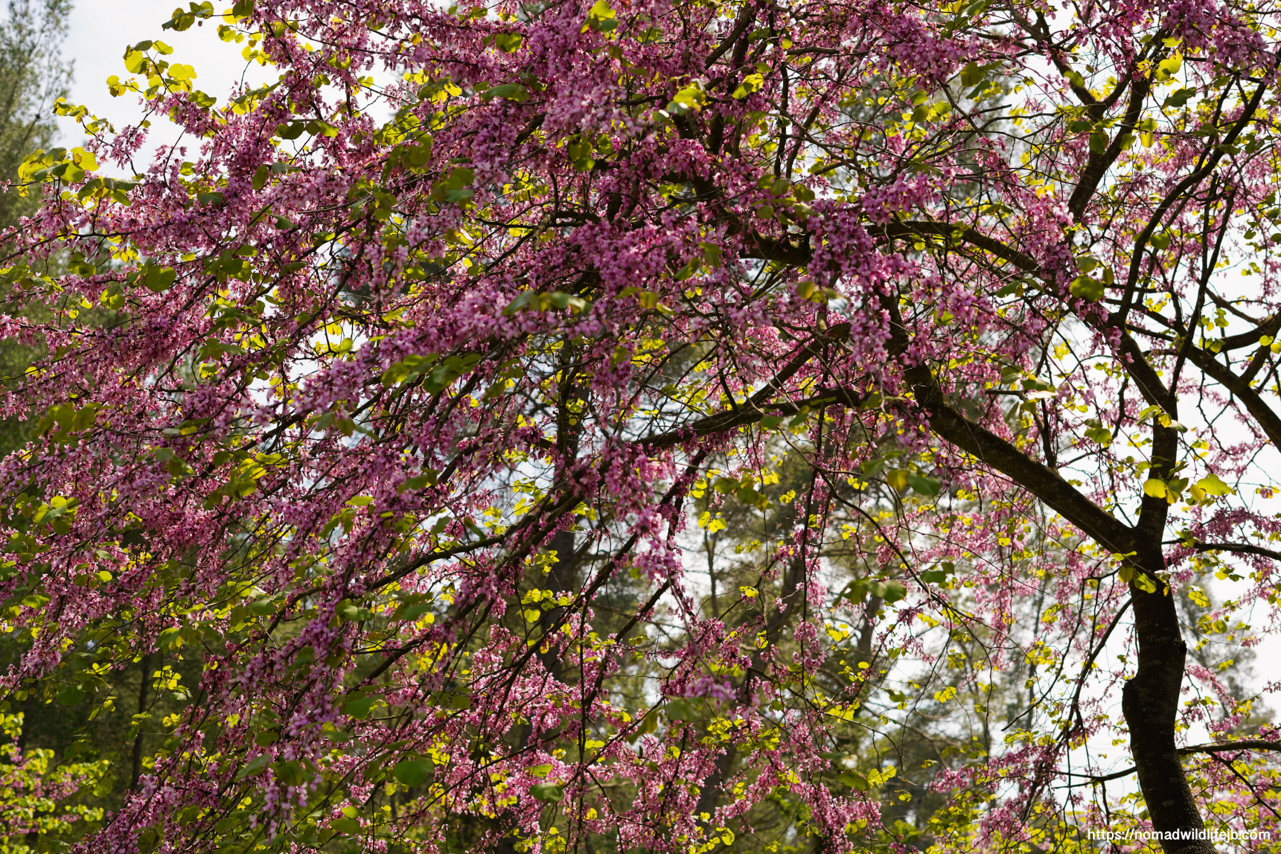 Cherry blossom branches in full bloom above Tirana Lake in Albania during spring.