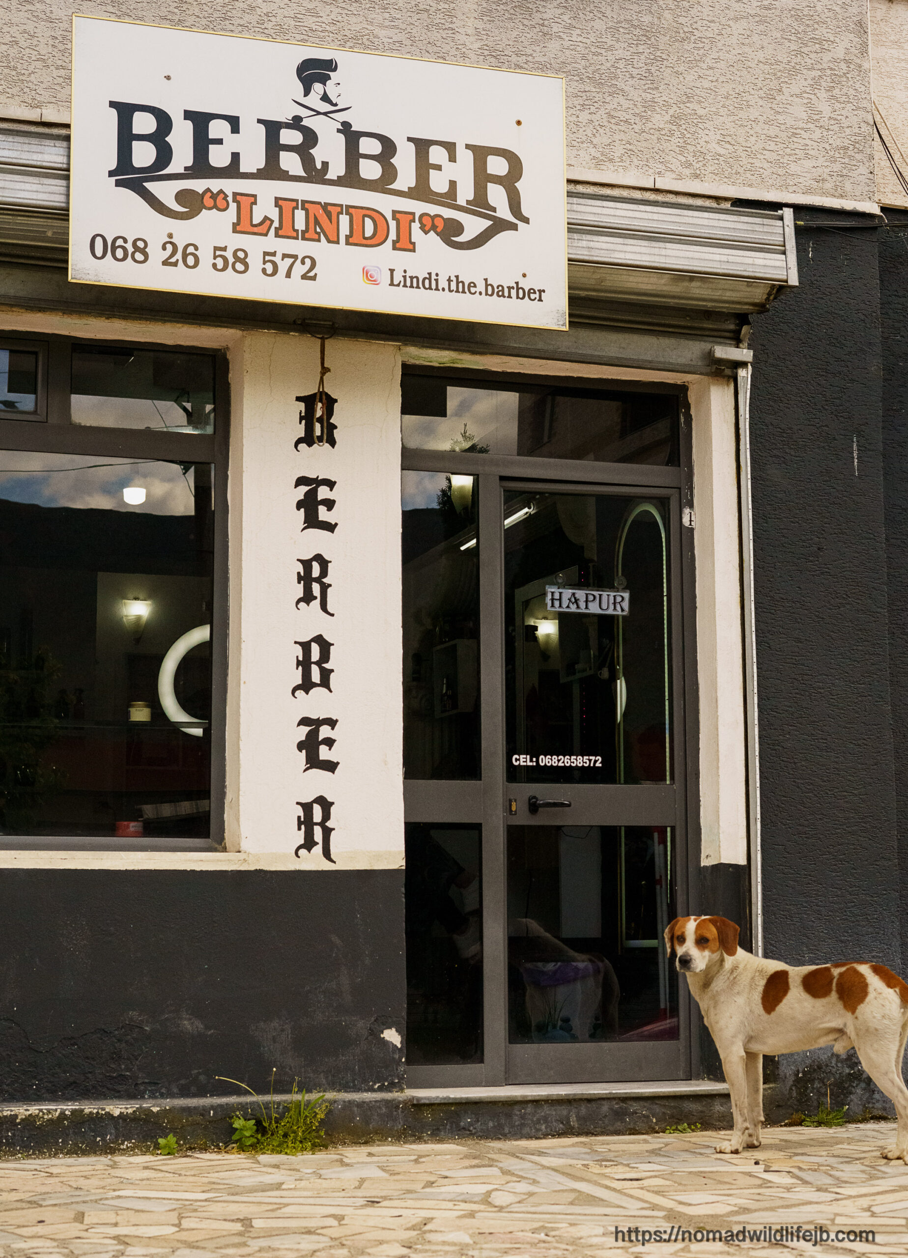 A dog standing outside a neighborhood barber shop in Albania, waiting near the entrance on a quiet street.