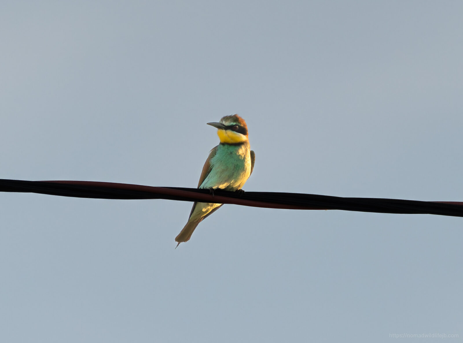 European bee-eater perched on a power line near Sazan Island, Albania.