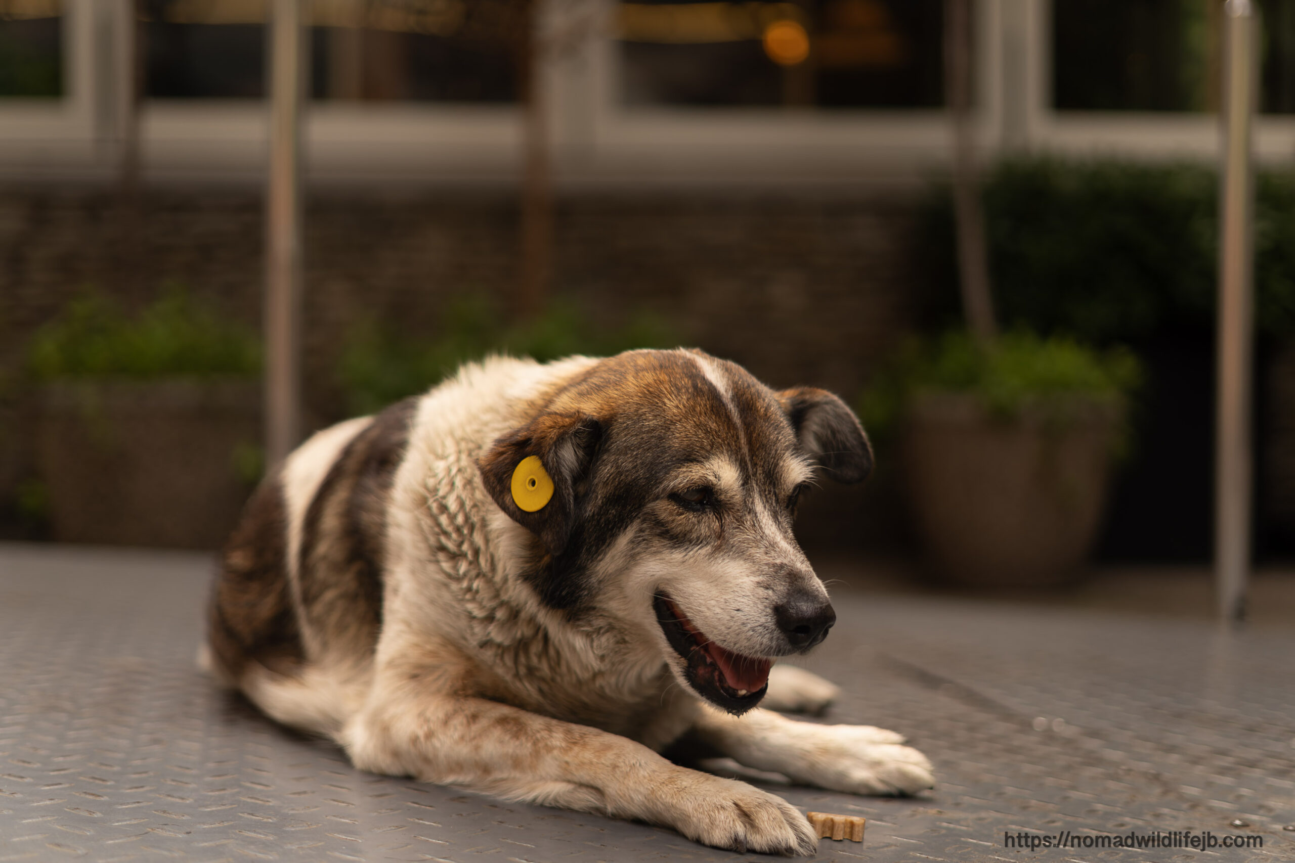 A street dog enjoying a treat while resting outdoors in Albania.