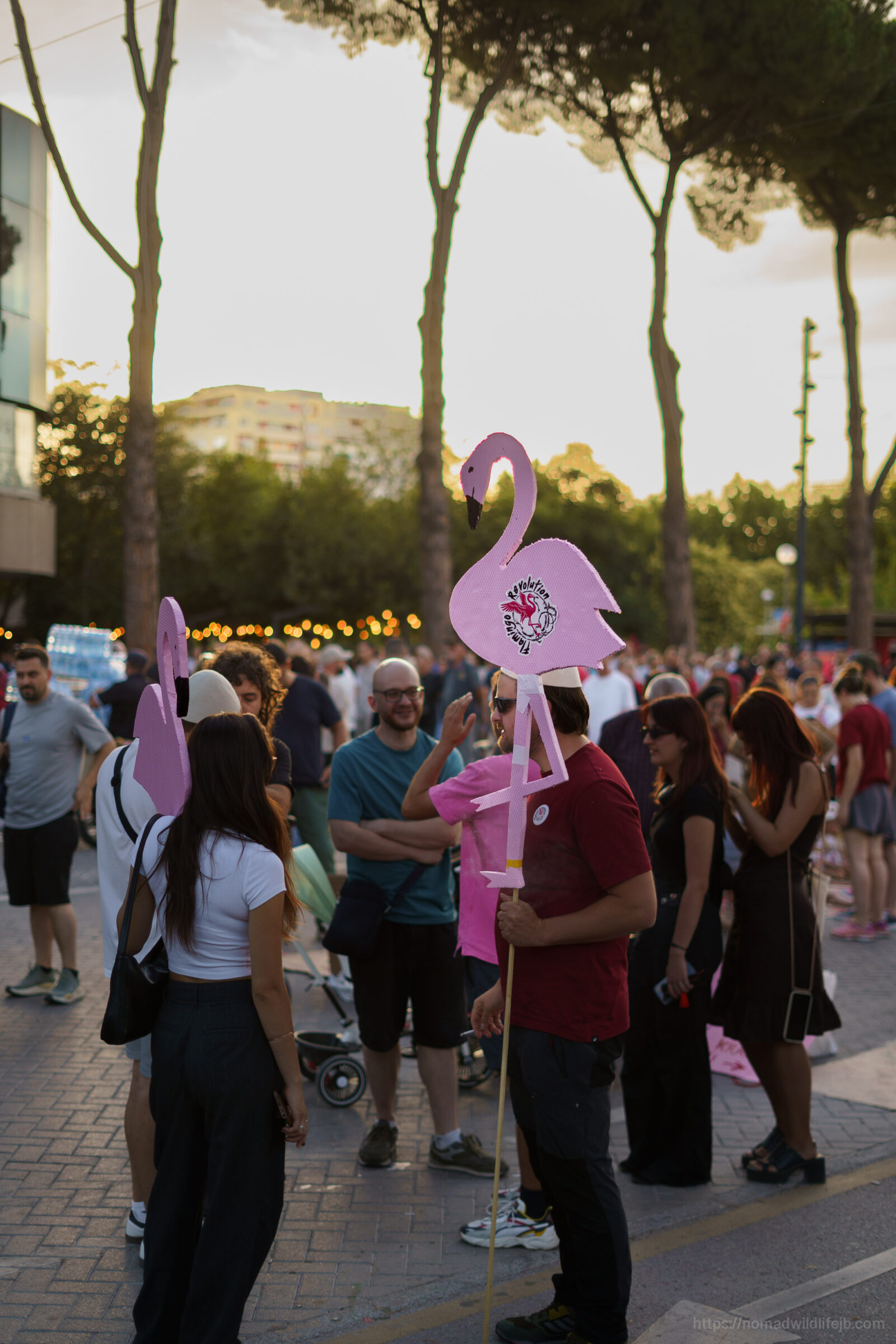 Pink flamingo signs rise above a peaceful protest crowd in Tirana at evening.