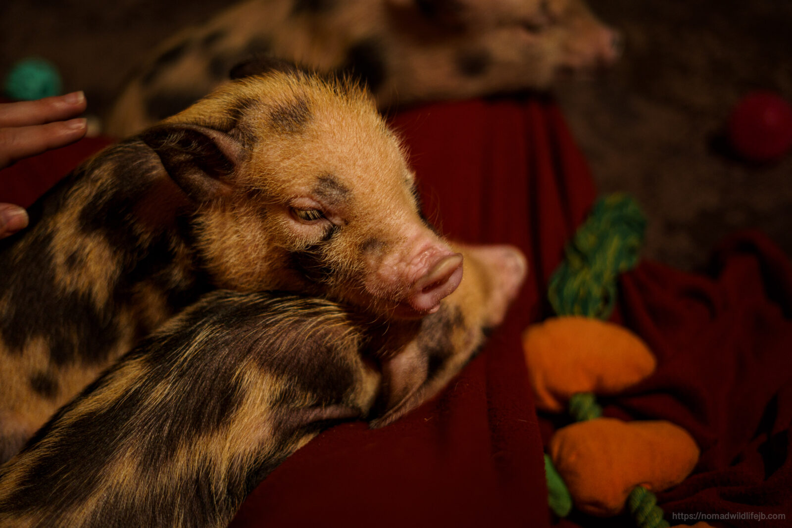 Jess reaches toward a sleepy miniature pig resting in a pile of piglets at a cafe in Budapest.