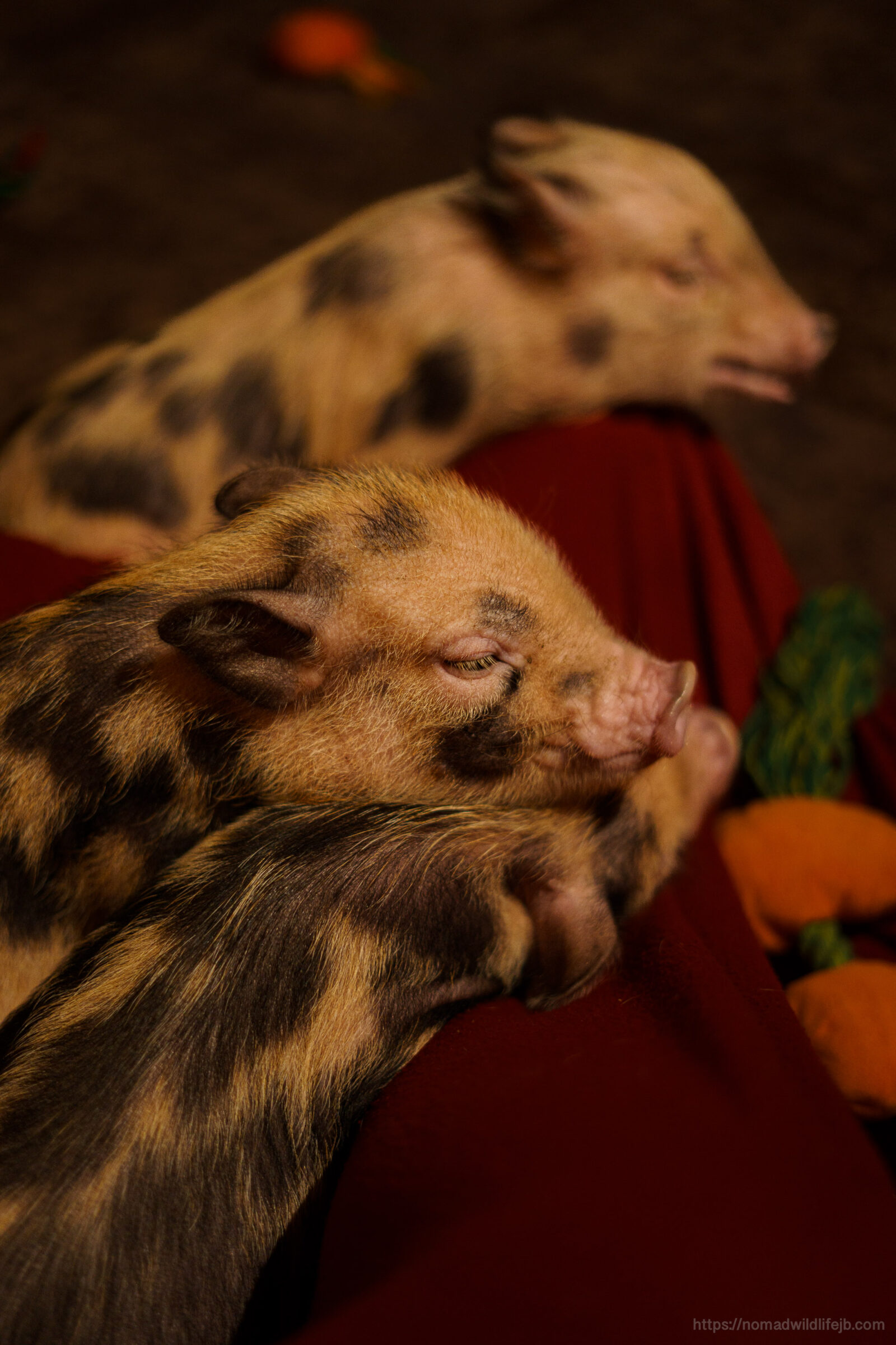 Miniature pigs sleep piled together on a red blanket at a pig cafe in Budapest.