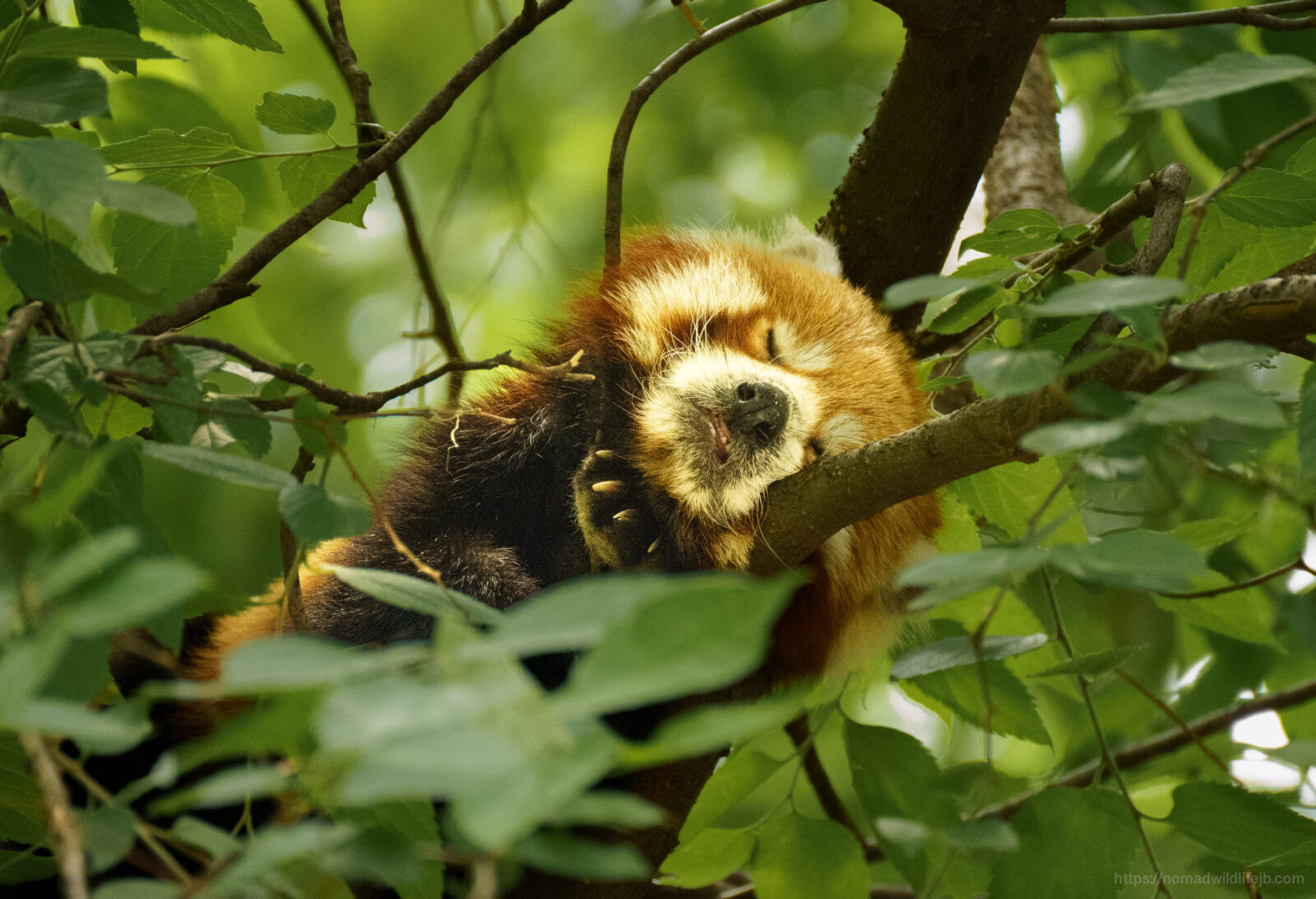 Red panda sleeping with its face resting on a tree branch among green leaves.